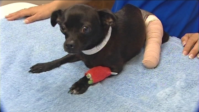 Pooch Thrown From Car