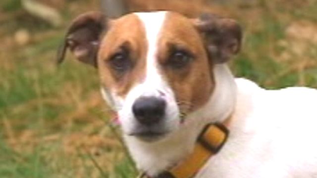 Missing Dog Found 600-Miles From Home