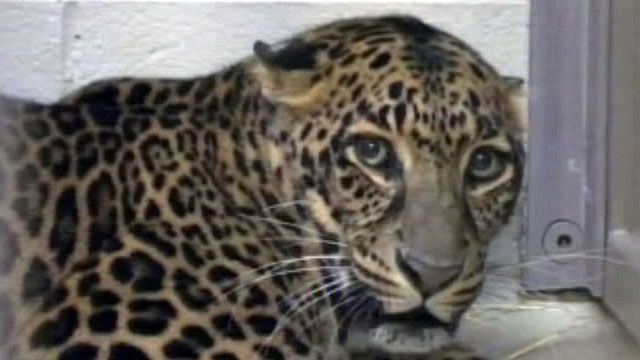 Exotic Animal Custody Fights in Ohio
