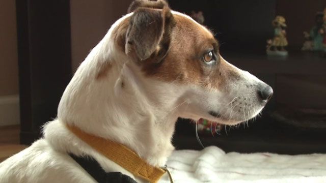 Dog Returns Home After 4 Months in Tennessee