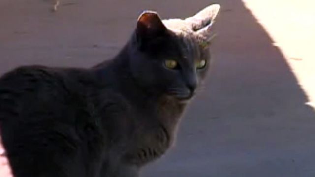 Dozens of cats poisoned in Nevada neighborhood
