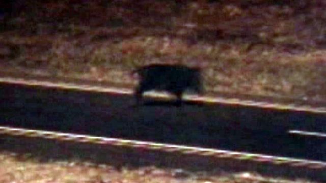 Wild pigs wrecking havoc on Texas speed highway