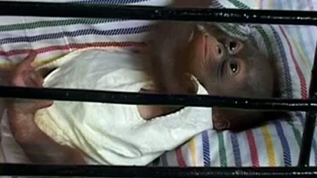 Baby Orangutan  Born at Indonesian Zoo