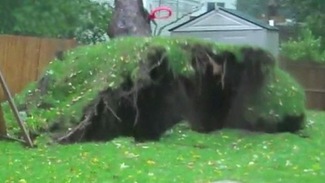 Massive tree uprooted by monster storm