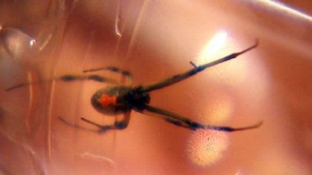 Black Widow Spider Season in Florida