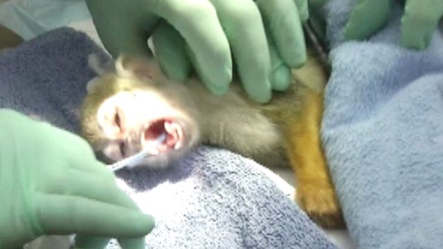Tiny Squirrel Monkey Gets Root Canal