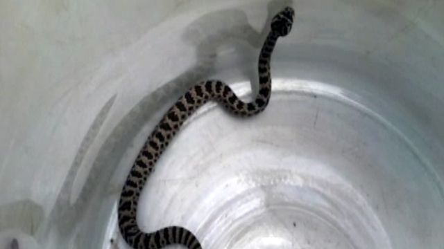Rattlesnake Campus Invasion