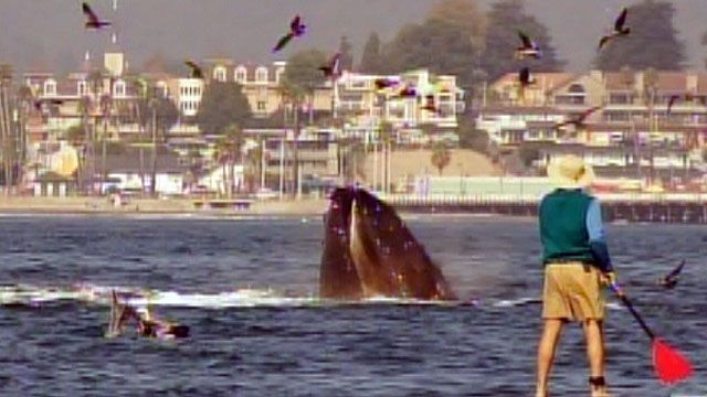 Humpback Whales Give Viewers Up Close Look