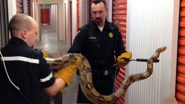 15-foot snake found inside storage locker