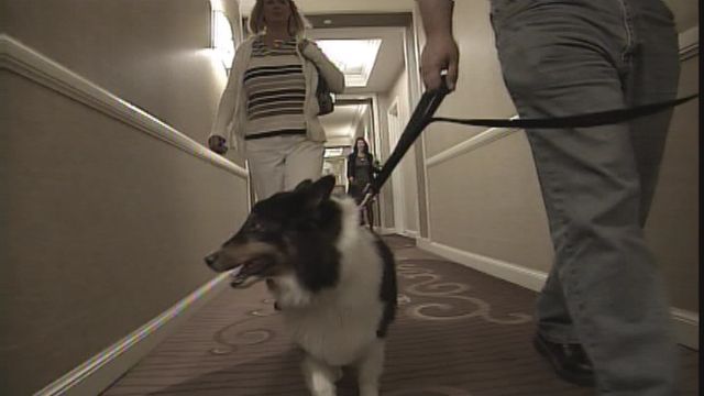 Dog Checks Into Las Vegas Hotel