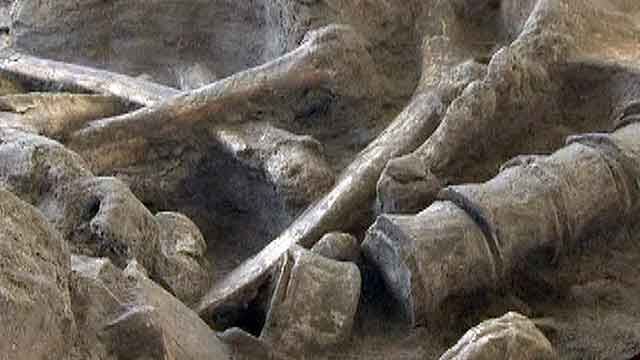 Around the World: Wooly mammoth skeleton found in France