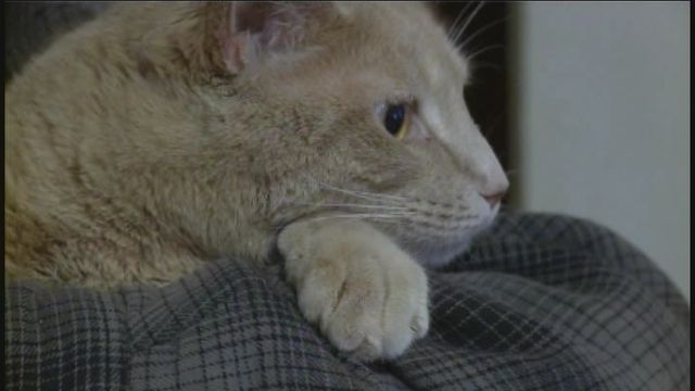 Cat Survives Oven Ordeal