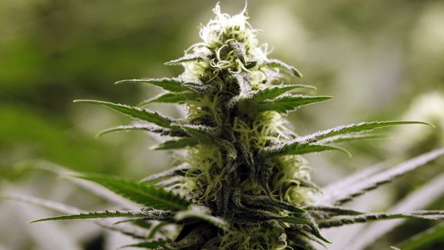 New Colorado pot law at odds with federal government?