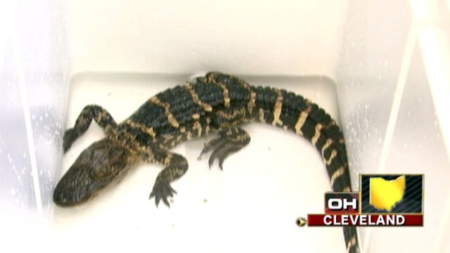Across America: Sewer-cleaning crew rescues gator in Ohio