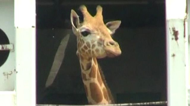 Giraffe's wild journey to new home