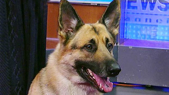 Honoring the Nation's Top Canine Hero