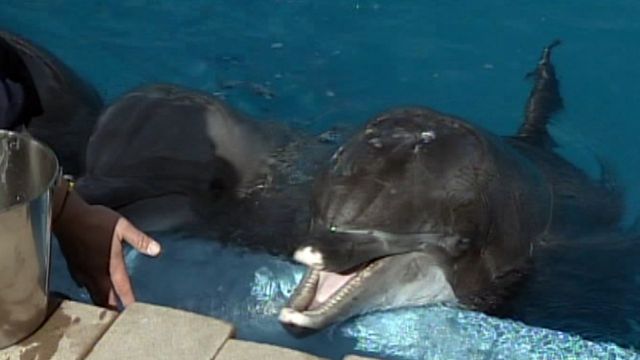 Soldiers swim with dolphins in groundbreaking new therapy
