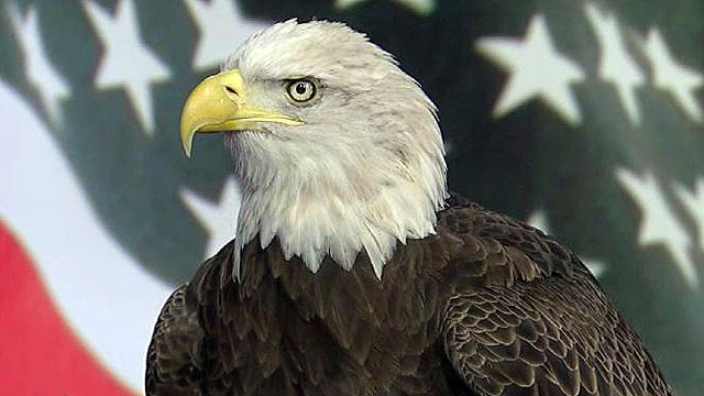 Challenger the Bald Eagle Honors Veterans