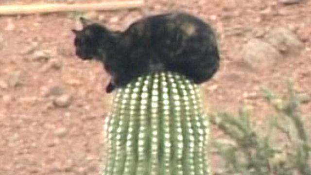Cat Stuck Atop Cactus in Arizona
