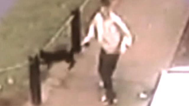 British Authorities Hunt Man Seen Swinging Cat by Tail