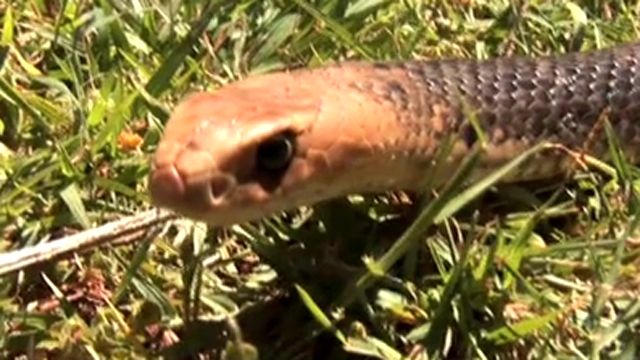 Deadly Snakes Swarm Australia's Gold Coast
