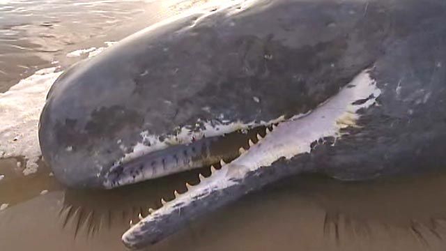 Stranded Sperm Whales Fight for Life