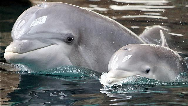 Around the World: Dolphin gets MRI in Australia