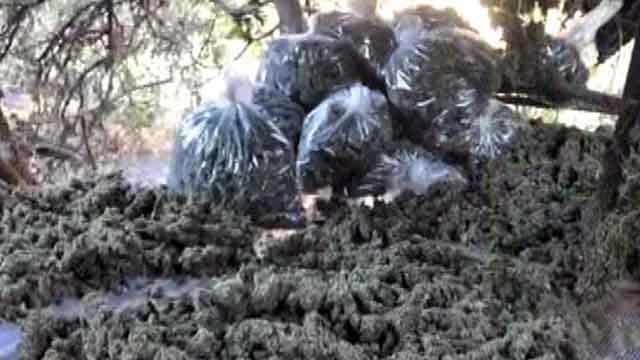 DEA raids eight marijuana farms in California