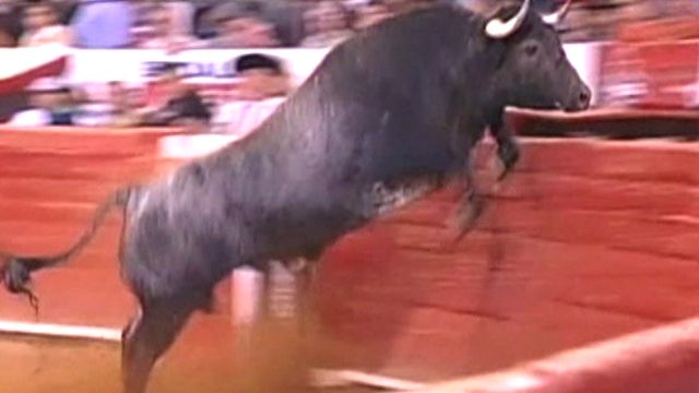 Half-Ton Bull Flies Into Crowd in Mexico