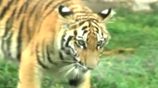 Baby Bengal Tiger Makes Zoo Debut