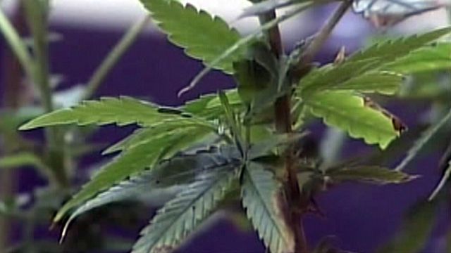 Kid Turns Parent in for Marijuana