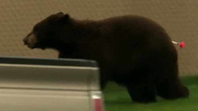 FL Residents Upset Over Black Bears