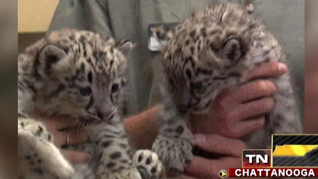 Across America: Snow leopard cubs make big debut in Tenn.