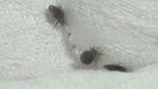 Blood-Sucking Pests Found in Wisconsin Hospital