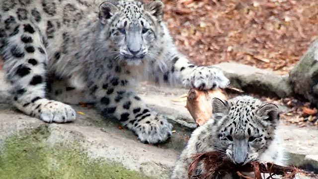 Snow Leopard Cubs on Display