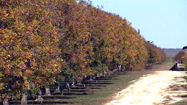 Drought Conditions Cause Problems for Pecan Farmers