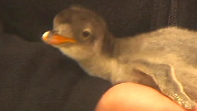 Baby Penguin Makes Public Debut
