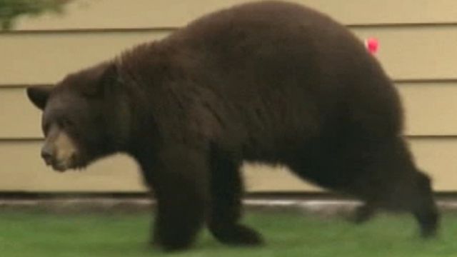 Suburban Bear Sightings Increasing Nationwide
