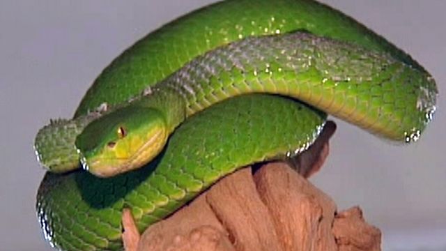 Unique Snake Collection Opens to Public in Arizona