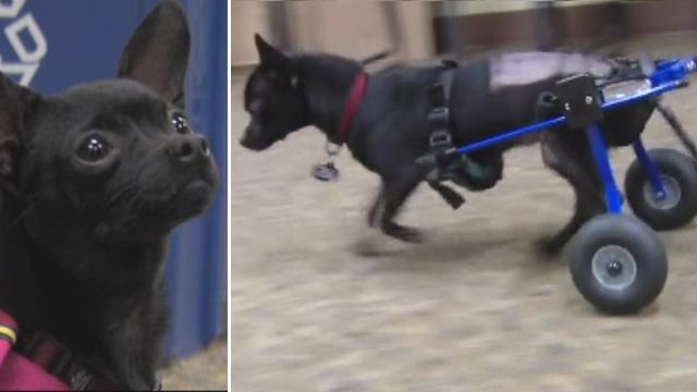 Paralyzed pup gets new wheels