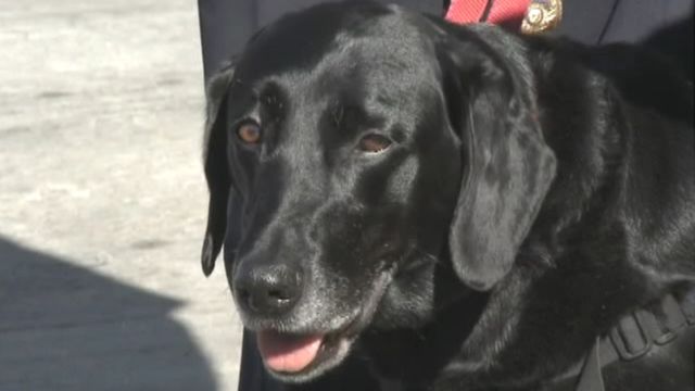 Popular fire dog retires after illustrious career
