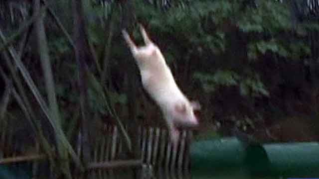 Chinese farmer trains pigs to dive