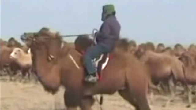 World's Largest Camel Race