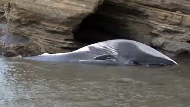 50-Foot Whale Washes Ashore