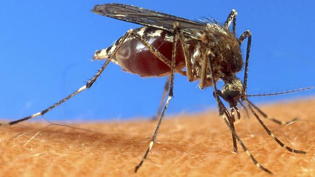CDC: 2012 on pace to be worst year for West Nile virus