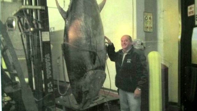 Fisherman Forced to Give Up 800-pound Tuna