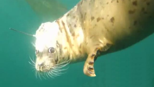 Across America: Sea World vets release baby seal in Calif.