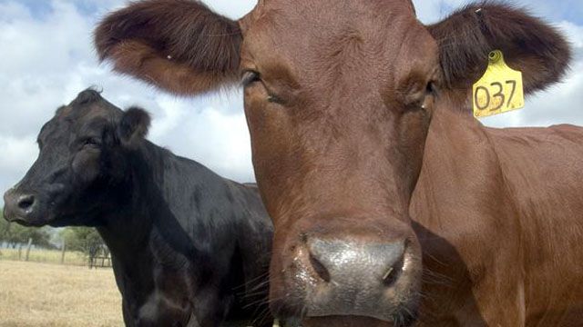 Ranchers raising cash cows in grass-fed beef
