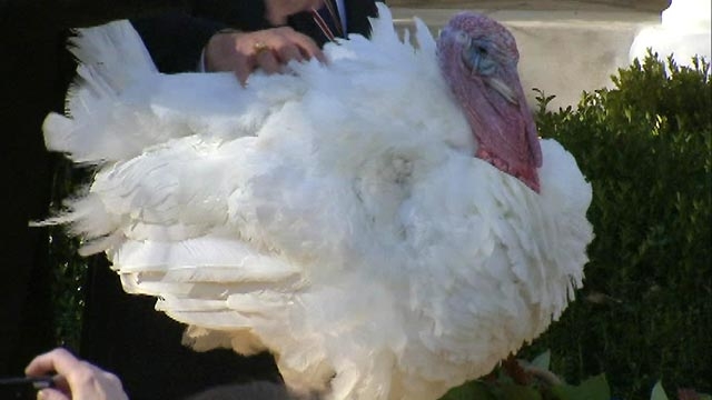 National Turkeys Pardoned