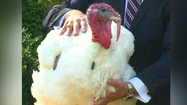 Obama Pardons America's Luckiest Turkeys